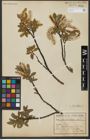 Foto von Salix hastata L.